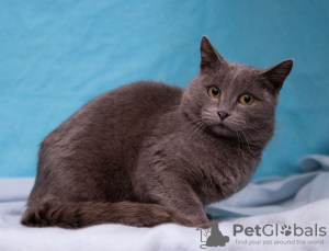 Additional photos: Charming Martha is looking for a home!