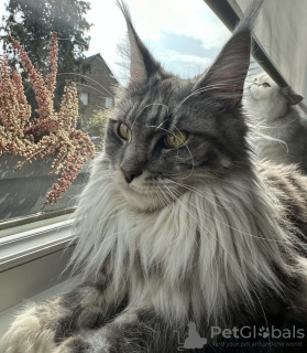 Photo №2 to announcement № 102802 for the sale of maine coon - buy in United States private announcement