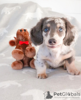 Photo №1. dachshund - for sale in the city of Budapest | 475$ | Announcement № 100195