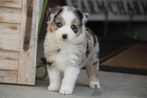 Photo №1. australian shepherd - for sale in the city of Франкфурт-на-Майне | negotiated | Announcement № 52295