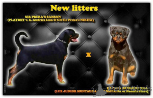Photo №1. rottweiler - for sale in the city of Kragujevac | negotiated | Announcement № 148470
