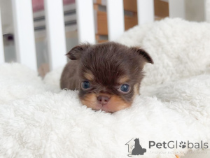 Photo №2 to announcement № 152908 for the sale of chihuahua - buy in Germany private announcement