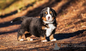 Photo №1. bernese mountain dog - for sale in the city of Bollnäs | 1032$ | Announcement № 168184