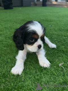 Photo №1. cavalier king charles spaniel - for sale in the city of Lüneburg | 300$ | Announcement № 90318