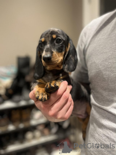 Photo №1. dachshund - for sale in the city of Sedona | negotiated | Announcement № 51105