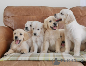 Photo №1. golden retriever - for sale in the city of Kiev | Is free | Announcement № 154290
