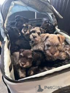 Photo №1. schnauzer - for sale in the city of Manchester | 723$ | Announcement № 165707