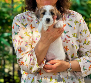 Photo №2 to announcement № 140848 for the sale of jack russell terrier - buy in Russian Federation breeder