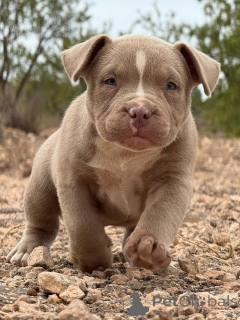 Photo №4. I will sell american bully in the city of Alicante. private announcement, from nursery - price - negotiated
