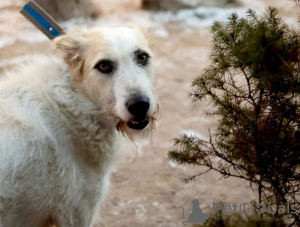 Photo №3. An absolutely amazing dog Firefly is looking for his family!. Russian Federation