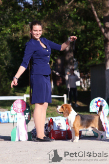 Photo №2. Mating service beagle. Price - 304$