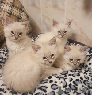 Photo №1. neva masquerade - for sale in the city of Niedenstein | 329$ | Announcement № 150508