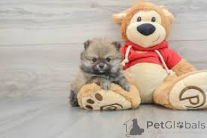 Photo №2 to announcement № 136785 for the sale of pomeranian - buy in Germany 