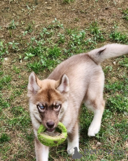 Photo №3. 2 adorable husky pup is ready for a new beginning DM us for inquiries. Belgium