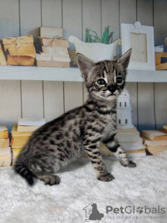 Photo №2 to announcement № 123678 for the sale of savannah cat - buy in Germany private announcement