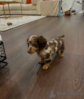 Photo №4. I will sell dachshund in the city of Bar. private announcement, from the shelter - price - 774$