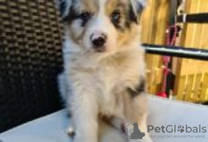 Photo №1. australian shepherd - for sale in the city of Förby | Is free | Announcement № 128836