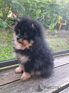 Additional photos: Сute black&tan Pomeranian puppy