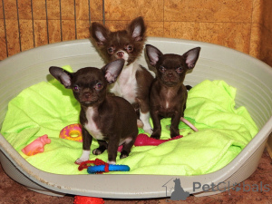 Photo №1. chihuahua - for sale in the city of Minsk | negotiated | Announcement № 164180