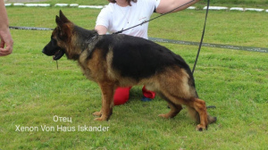 Photo №1. german shepherd - for sale in the city of Kaliningrad | 325$ | Announcement № 1996