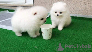 Photo №1. pomeranian - for sale in the city of Bern | 350$ | Announcement № 44030