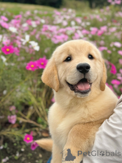 Photo №1. golden retriever - for sale in the city of Mainz | negotiated | Announcement № 158049