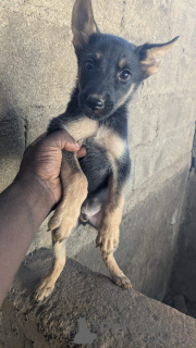 Photo №1. german shepherd - for sale in the city of Chemnitz | negotiated | Announcement № 166113