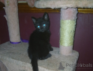 Photo №1. british shorthair - for sale in the city of Stevenage | negotiated | Announcement № 139237