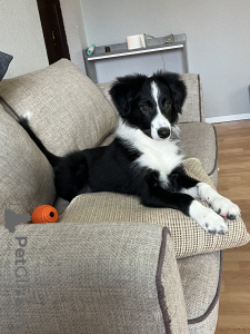 Photo №1. border collie - for sale in the city of Berlin | 687$ | Announcement № 40291