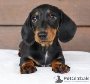 Photo №2 to announcement № 103850 for the sale of dachshund - buy in Germany private announcement, from nursery