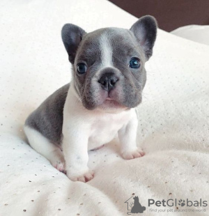 Photo №2 to announcement № 64574 for the sale of french bulldog - buy in Germany private announcement