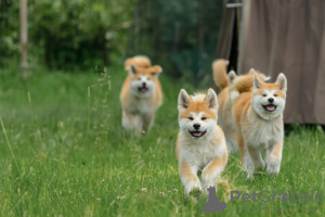 Photo №2 to announcement № 24787 for the sale of akita - buy in Latvia breeder