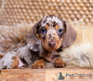 Photo №1. dachshund - for sale in the city of Stockholm | negotiated | Announcement № 96302