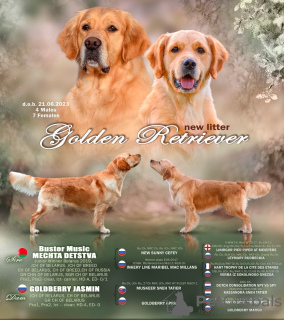 Photo №3. Golden Retriever puppies. Belarus