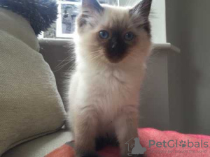 Photo №3. Cute Ragdoll Kittens available for Adoption now. Germany