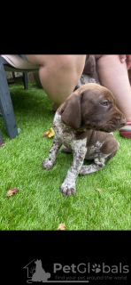 Photo №3. German Shorthaired Pointer Puppies for sale. United States