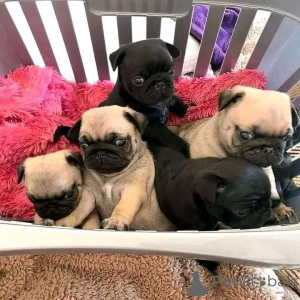 Photo №2 to announcement № 161020 for the sale of pug - buy in Finland private announcement, breeder