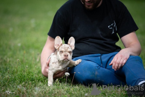 Photo №1. french bulldog - for sale in the city of Brzan | negotiated | Announcement № 99152