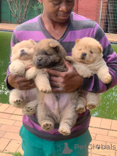 Photo №1. chow chow - for sale in the city of Germersheim | negotiated | Announcement № 166375