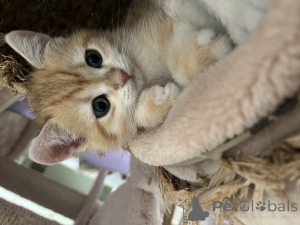 Photo №4. I will sell british shorthair in the city of Динслакен. breeder - price - 847$