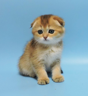 Photo №1. scottish fold - for sale in the city of Kharkov | 542$ | Announcement № 3540