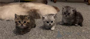 Photo №1. munchkin - for sale in the city of Bamberg | 329$ | Announcement № 152933