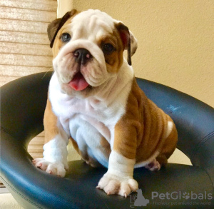 Photo №1. english bulldog - for sale in the city of Al Wakrah | negotiated | Announcement № 19544