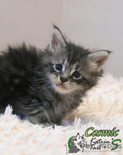 Photo №2 to announcement № 15811 for the sale of maine coon - buy in Russian Federation private announcement, from nursery, breeder