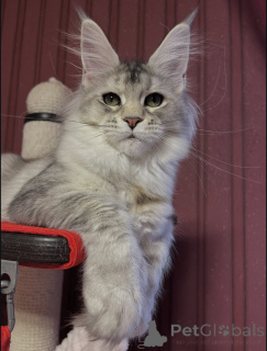 Photo №2 to announcement № 155329 for the sale of maine coon - buy in Italy private announcement