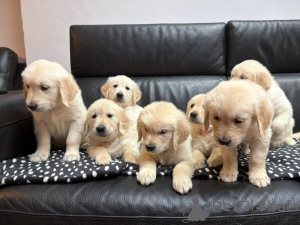 Photo №1. golden retriever - for sale in the city of ISOJOKI | negotiated | Announcement № 169171