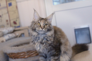 Photo №1. maine coon - for sale in the city of Pskov | Negotiated | Announcement № 3806