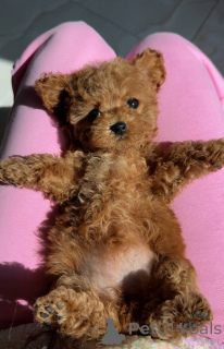 Photo №2 to announcement № 150509 for the sale of poodle (toy) - buy in United Kingdom breeder