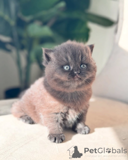 Photo №2 to announcement № 143486 for the sale of british shorthair - buy in Germany breeder