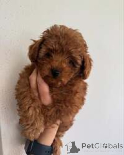Photo №1. poodle (toy) - for sale in the city of Aarbergen | negotiated | Announcement № 168820
